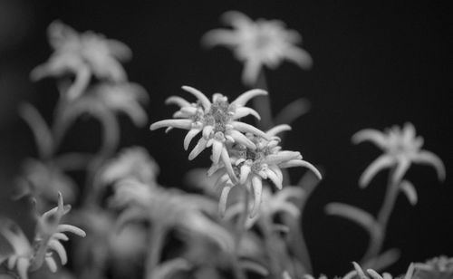 Close-up of flowering plant against black background