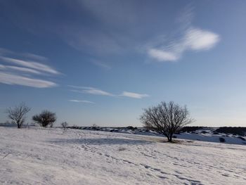 Bare trees on snow covered field against sky