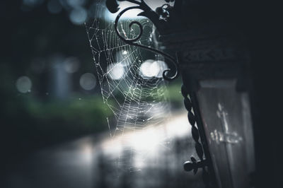 spider web