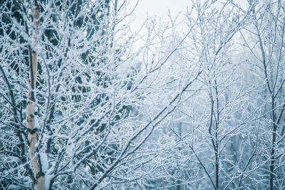 Bare trees covered with snow in forest