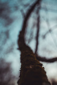 Close-up of tree trunk