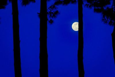 Low angle view of silhouette trees against blue sky