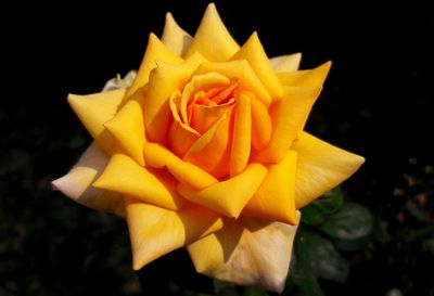 Close-up of yellow rose blooming against black background