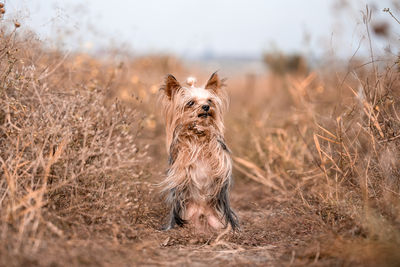 Close-up of dog on field