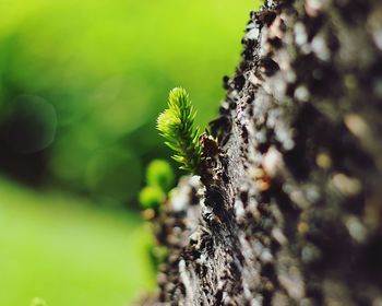 Close-up of insect on tree trunk