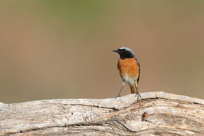 Close-up of bird perching on rock