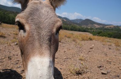 Portrait of horse