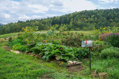 Plants growing on field