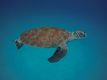 Green sea turtle swimming in sea