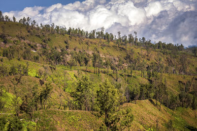 Scenic view of forest against sky