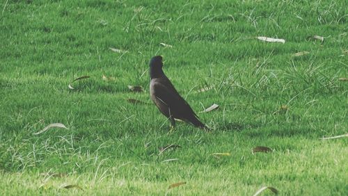 Bird on field