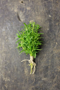 Directly above shot of rosemary on wooden table