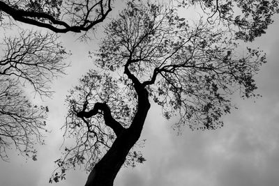 Low angle view of silhouette bare tree against sky