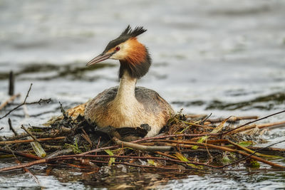 Close-up of a bird