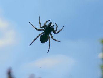 Close-up of spider against sky