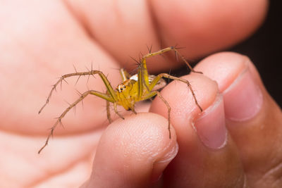 Close-up of insect on hand