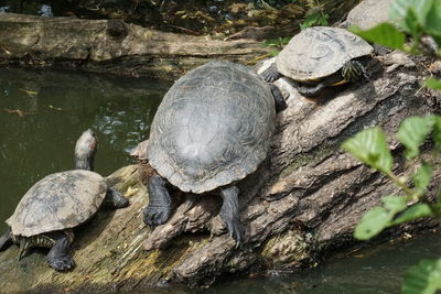 Close-up of turtle on rock