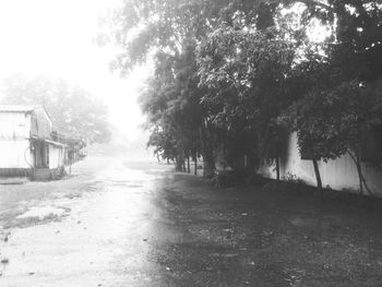 Road along trees