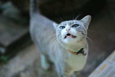 Close-up of a cat