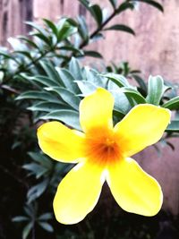 Close-up of yellow flower in park