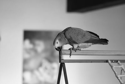 Close-up of bird perching on wood