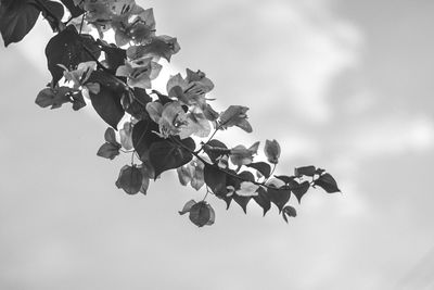 Low angle view of flowering plant against sky