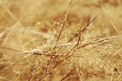 Close-up of plant against blurred background