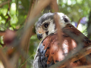 Close-up of eagle against blurred background