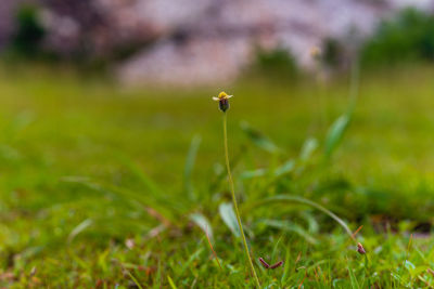 Close-up of green grass on field