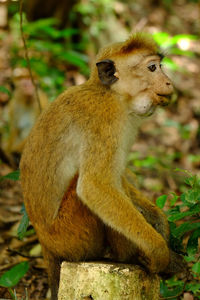 Monkey in profile.