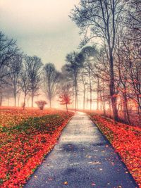 Road passing through forest