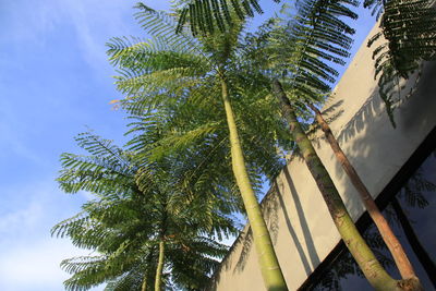 Low angle view of palm tree against sky