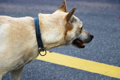 Dog looking away