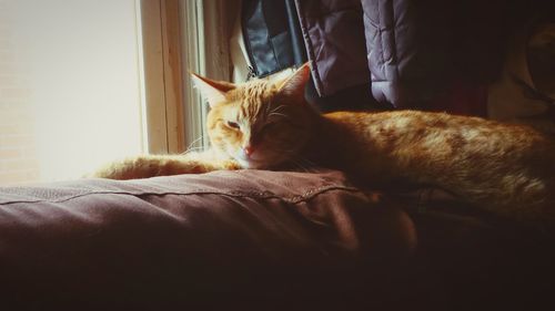 Cat sleeping on bed at home