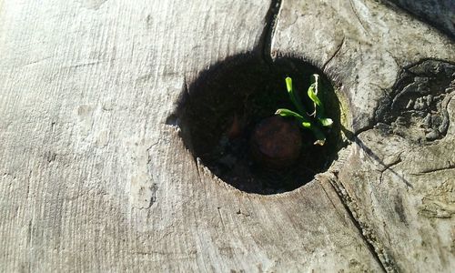 High angle view of crab on plant