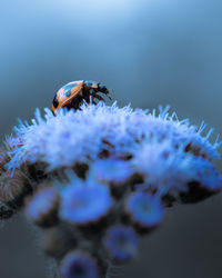 Close-up of bee pollinating on flower