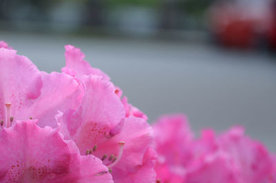 Close-up of pink cherry blossom