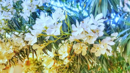 Close-up of white flowering plant