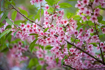 Close-up of pink cherry blossoms in spring