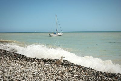 Sailboat sailing in sea