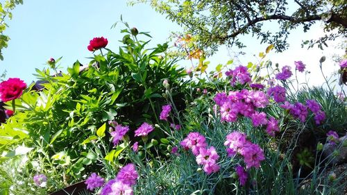 Close-up of pink flowering plants