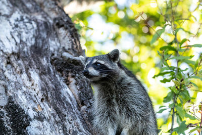 Young raccoon procyon lotor marinus forages for food in naples florida among the forest.