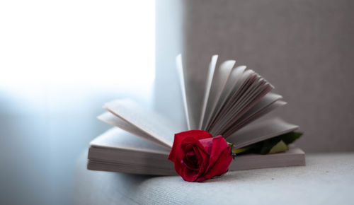 Close-up of red rose on table