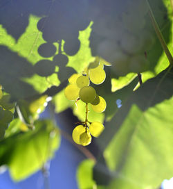 Close-up of grapes growing in vineyard