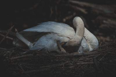 Close-up of bird in nest