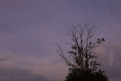 Low angle view of silhouette tree against sky at sunset