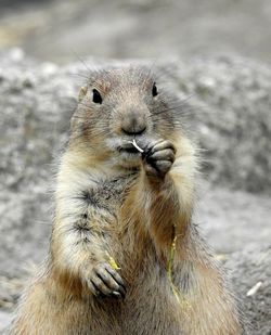 Close-up portrait of rodent on land