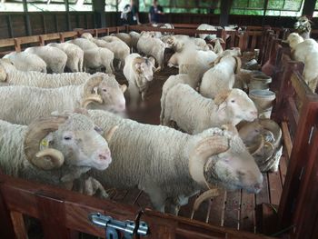 View of sheep in pen