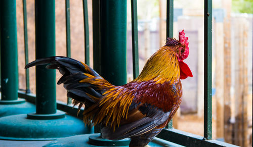 Close-up of rooster on window