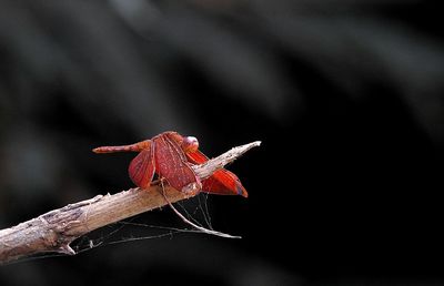 Close-up of insect